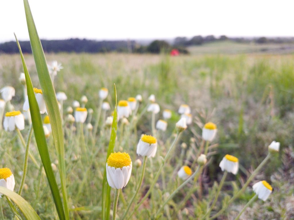 Foto: Blumen blühen am Feldrandm Feldrand