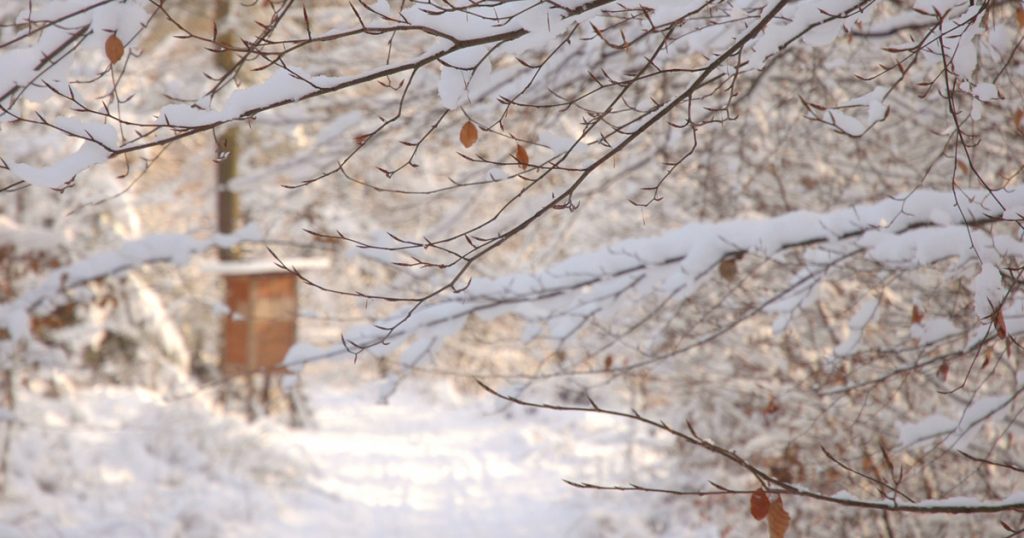 Foto: Schneelandschaft