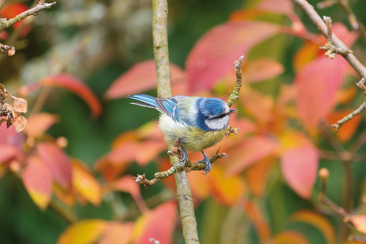 Foto: Blaumeise
