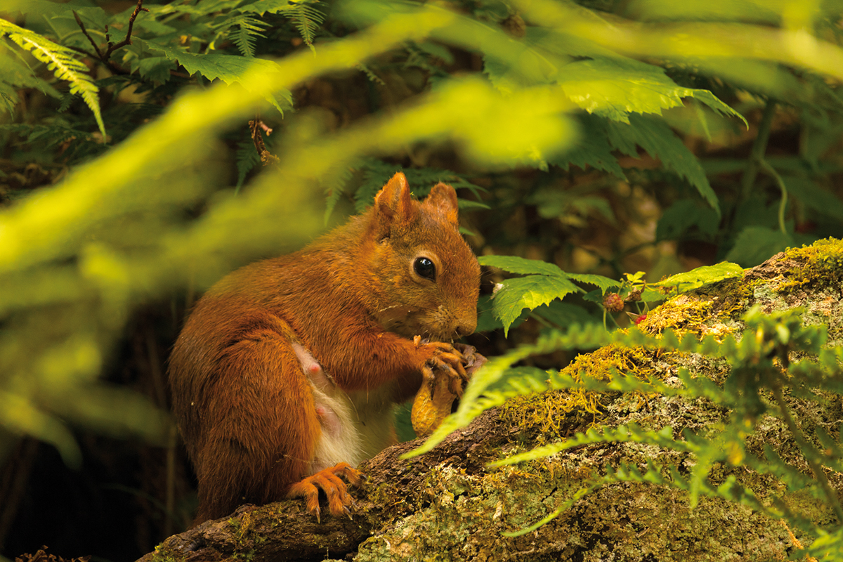 Foto: Eichhörnchen