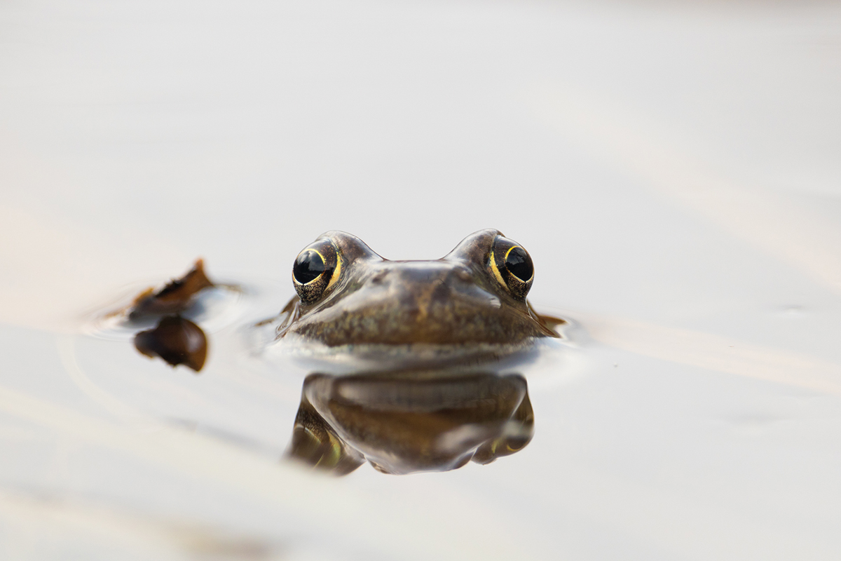 Foto: Frosch guckt aus dem Wasser