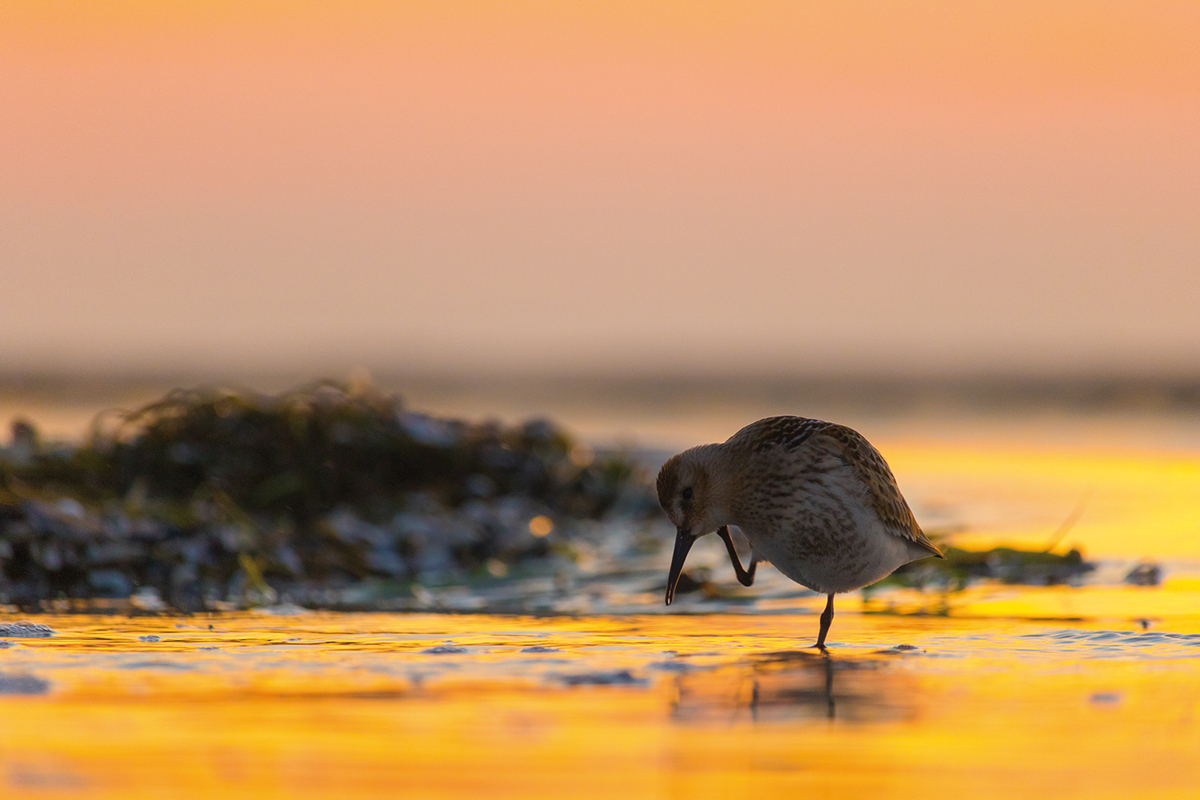 Foto: Strandläufer am Meer